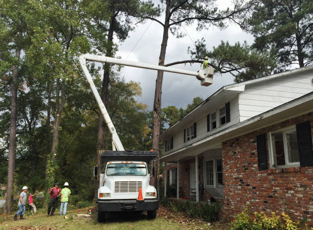 Frederick, CO Tree Care Company
