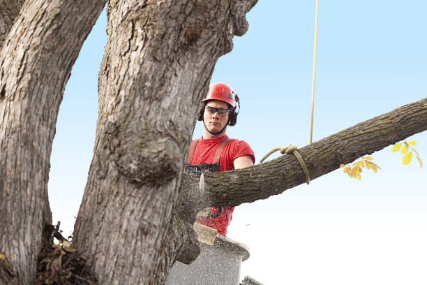 How Our Tree Care Process Works  in  Frederick, CO